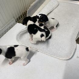 Sold - White black and tan female Toy Fox Terrier puppy in Lee’s Summit, Missouri from 3T’s Toy Fox Terriers