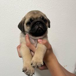 Bacchus - Fawn male Pug puppy in Glendale, Oregon from Azalea Pugs
