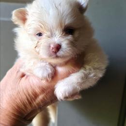 Cream boy 2 - Cream male Pomeranian puppy in Carrollton, Georgia from B AND R'S POMERANIAN'S