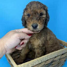Butterscotch - Brown and white male Sheepadoodle puppy in Greeneville, Tennessee from Smokey Mountain Sheepadoodles