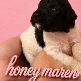 Honeymaron - Parti female Poodle puppy in Washington, Pennsylvania from Patriotic Poodles