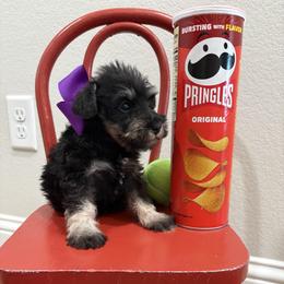 Purple girl - Black and silver female Miniature Schnauzer puppy in Garrison, Texas from RNH Schnauzers