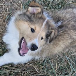 Collie Puppies from Mountain View Collies