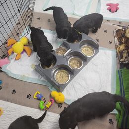 "Dinner Time G liter" Black Russian Terrier Puppies from Beautiful Black Russian Terriers