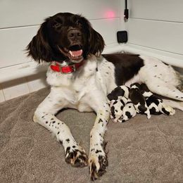 Kleine Munsterlander Puppies from nathaniel Czarnota