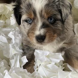 Australian Mountain Doodle and Miniature American Shepherd Puppies from Little Loves Farm