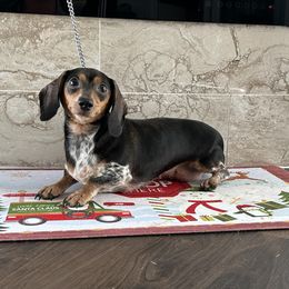 Pepper - Dachshund