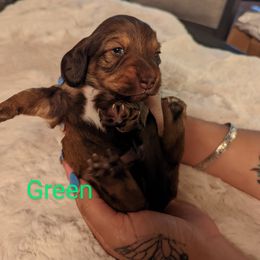 Boy 3 - Dachshund puppy in Homosassa, Florida from Foxies Doxies