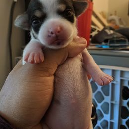 Chihuahua Puppies from Dauntless Chihuahuas