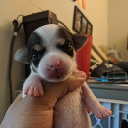 Chihuahua Puppies from Dauntless Chihuahuas