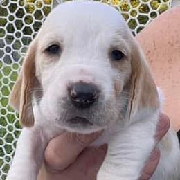 Basset Hounds from J.C.C.S. Bassets