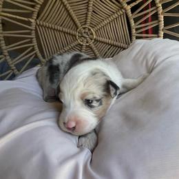 Lightning - Blue merle male Australian Shepherd puppy in Grants Pass, Oregon from Carmel Mountain Aussies