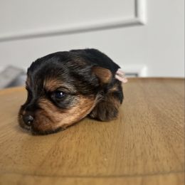 Mocha - Black and tan female Yorkshire Terrier puppy in Columbus, Ohio from Elaine’s Yorkies