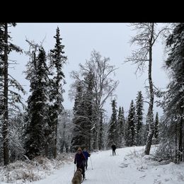 Boston Terrier All Grown Up from Borealis Family Bostons