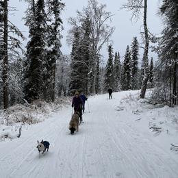 Boston Terrier All Grown Up from Borealis Family Bostons
