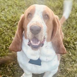 Buttons - Basset Hound