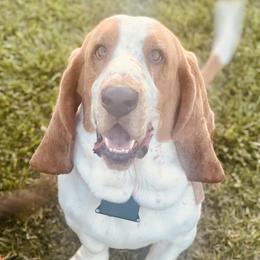 Buttons - Basset Hound