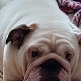 Bulldogs and French Bulldogs from Romanov’s  Bulldogs
