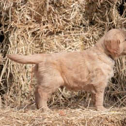 Golden Retriever and Old English Sheepdog Puppies from Saddle Rock Kennels