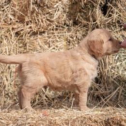 Golden Retriever and Old English Sheepdog Puppies from Saddle Rock Kennels