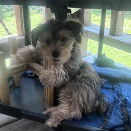 Flex - Black and gold male Yorkshire Terrier puppy in Mendon, Missouri from Tiffany Sharp-Hohn