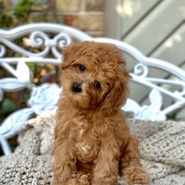 Sugar Baby - Red female Cavapoo puppy in Arlington, Texas from Van Haselen Poodles and Doodles