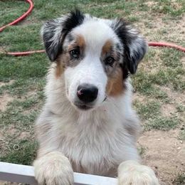Australian Shepherds from Casa Blanca Aussies