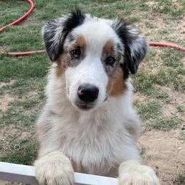 Australian Shepherds from Casa Blanca Aussies