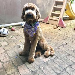 Bernedoodle and Goldendoodle All Grown Up from Big Island Goldendoodles