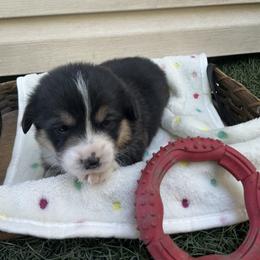 Felicity - Black and tan female Pembroke Welsh Corgi puppy in Morgantown, Pennsylvania from GoldStar Corgis (License Number 18519)
