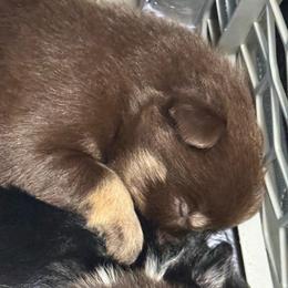Twix - Black and white female Pomsky puppy in Avoca, Michigan from Repurposed Paradise Farm