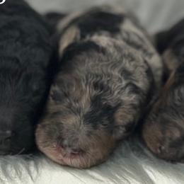 Boy 4-Merle - Merle male Goldendoodle puppy in Milford, Indiana from Railway Acres Kennel