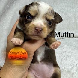 Chihuahua Puppies from Sunset Eves Chihuahuas