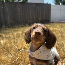 Dachshund Puppies from McJazzin Doxies