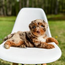 Australian Mountain Doodle puppies from Steindoodles