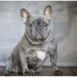Sky - French Bulldog