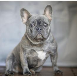 Sky - French Bulldog