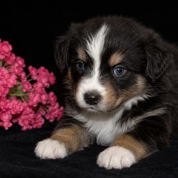 Celeste - Black tri-color female Australian Shepherd puppy in Colorado Springs, Colorado from Storm and Sage Australian Shepherds