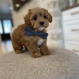 Bernedoodle, Cavapoo, Havanese, and Havapoo Puppies from Lady Paws Puppies - Cassie