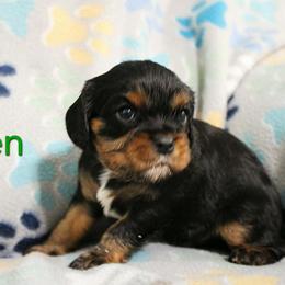 Green - Black and tan male Cavalier King Charles Spaniel puppy in Glendale, Arizona from Comforting Cavaliers