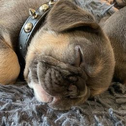 French Bulldogs from Holland French Bulldogs
