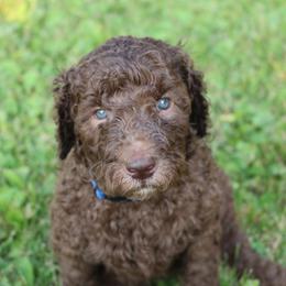 Poodle Puppies from RK'S Pets