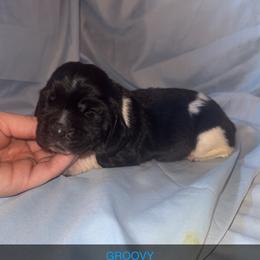 Groovy - Black and white male Basset Hound puppy in Letcher, Kentucky from Hackers Appalachian Basset Hounds