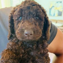 Light Blue - Chocolate female Labradoodle puppy in Chula Vista, California from Coastal Cocoa Labradoodle