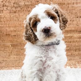 Double Doodle, Labradoodle, and Sheepadoodle Puppies from Mule Mountain Doodles