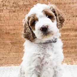 Double Doodle, Labradoodle, and Sheepadoodle Puppies from Mule Mountain Doodles