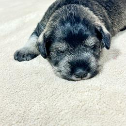 Boy 2 - Salt and pepper male Miniature Schnauzer puppy in Springfield, Tennessee from My Lovable Schnauzers