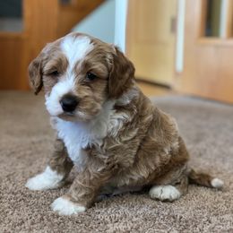 Cockapoo Puppies from Maple’s Cockapoo Puppies