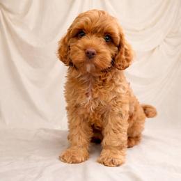 Scarlett - Caramel red female Australian Labradoodle puppy in Matthews, North Carolina from Weddington Labradoodles