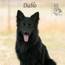 Diablo - German Shepherd